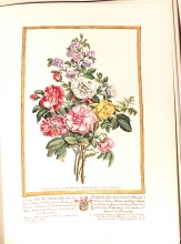 Zauber der Rose 05/24